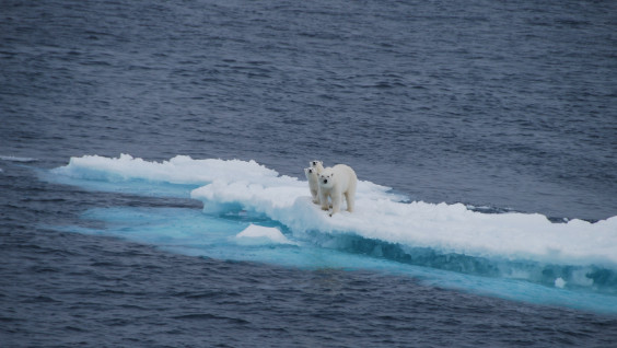 Учёные впервые количественно оценили потери ледников в Арктике