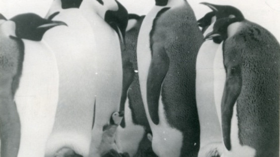 Hello, Antarctica!