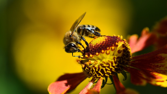 Стартовала акция РГО "Сохраним пчелу — сохраним планету!"