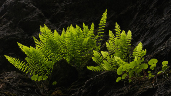 Папоротники, создающие атмосферу: роль древнего леса в истории Земли