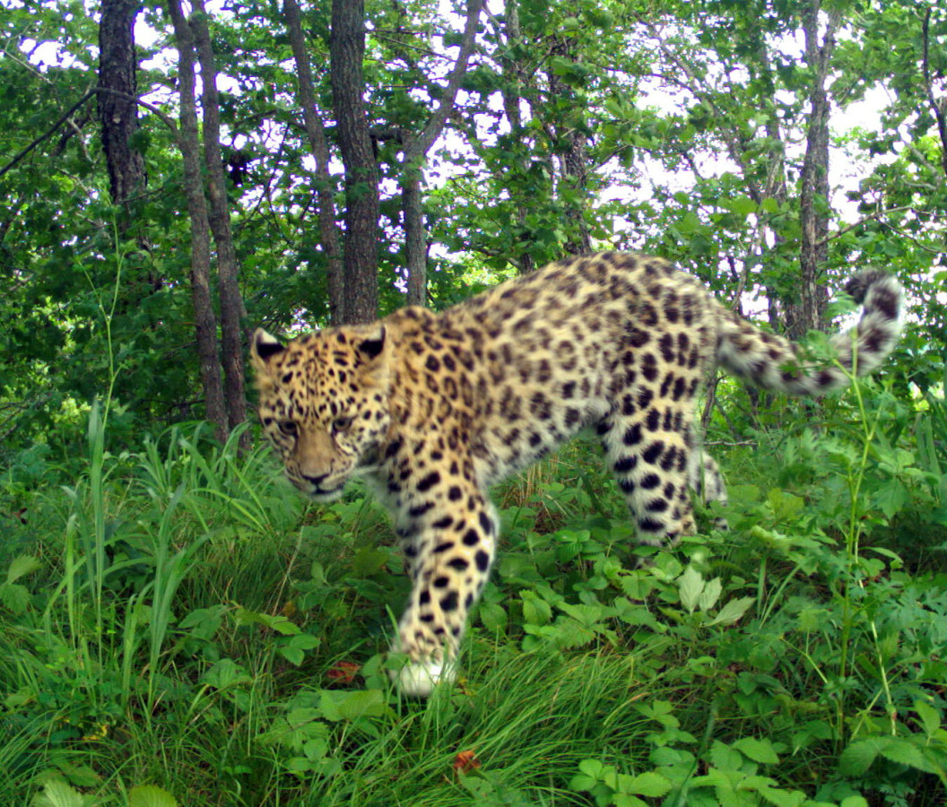 Котёнок дальневосточного леопарда. Фото предоставлено ФГУП 
