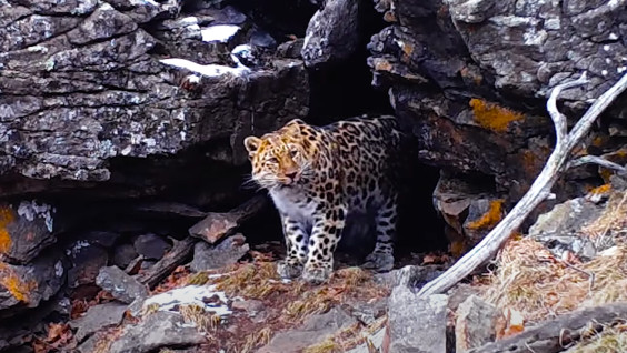 Пещерный обед краснокнижного леопарда. Видео