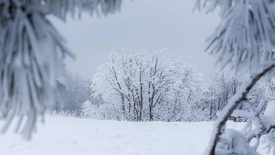 Снежный дозор: наблюдайте за снегом вместе с Фенологической сетью РГО