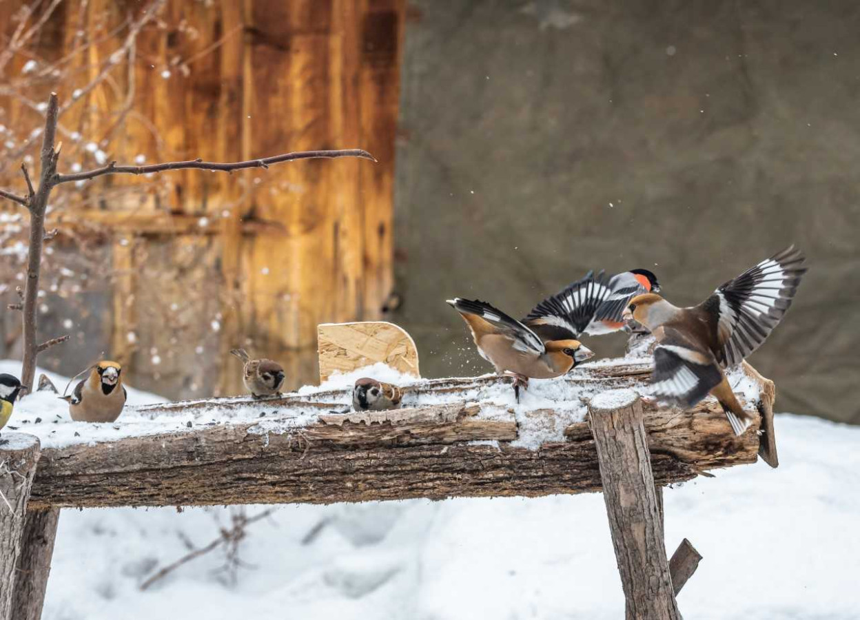 Кормушка для птиц. Фото: Александр Подмарев