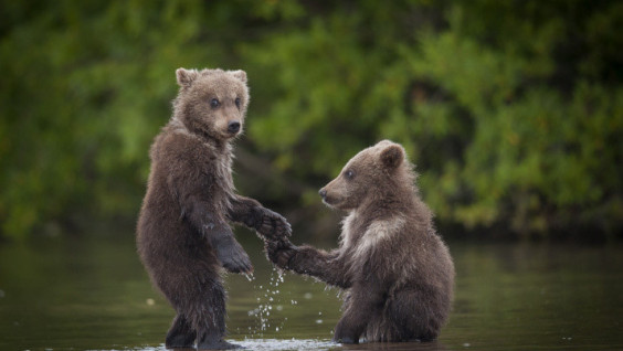 For the First Time in the World Body Weight of Wild Brown Bear to be Reliably Determined on Kamchatka