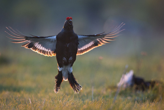 Results of the competition "Birds of Russia"