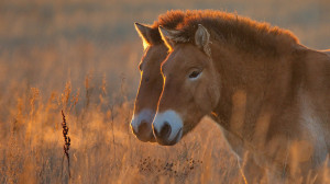 Protection and Study Of Endangered Species