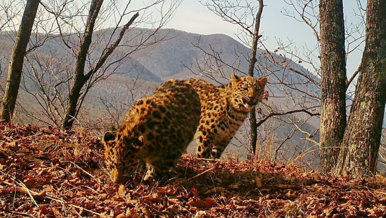 "Скрытое присутствие": котята леопарда попали в объектив камеры в Приморье