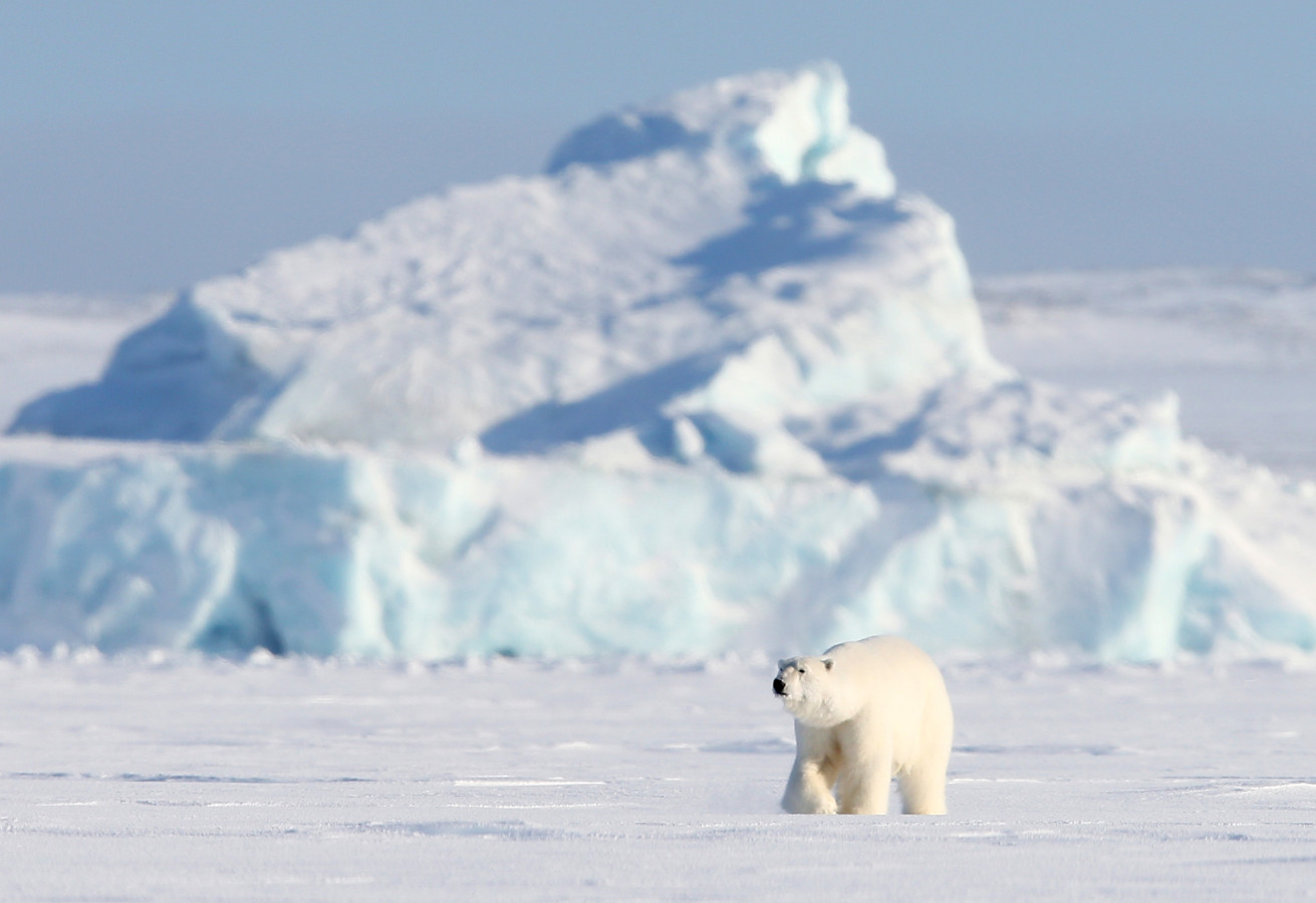 Царь Арктики. Фото: Гавриил Григоров