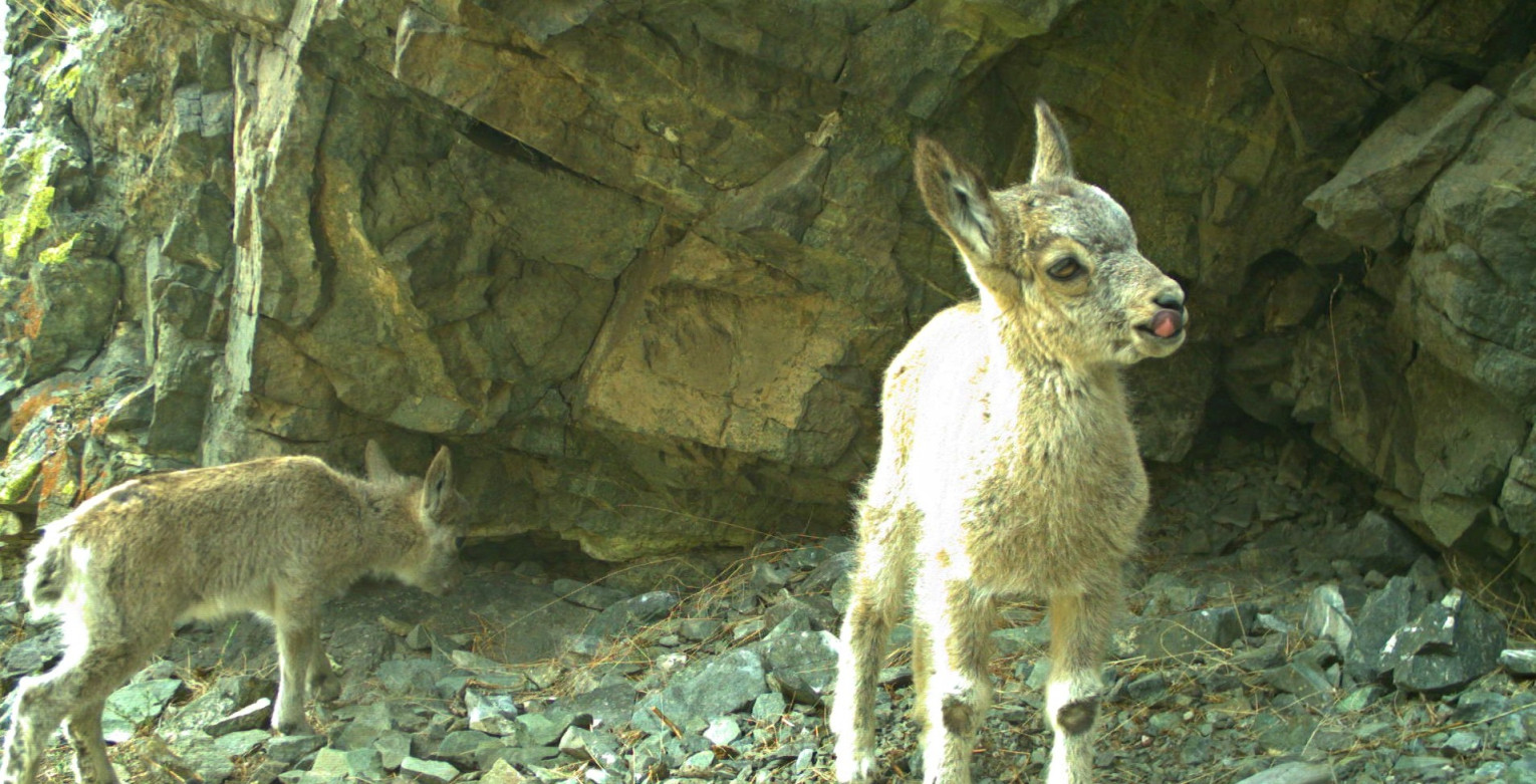 Этим детёнышам горного козла не больше двух месяцев, они активны и любознательны. Фото: пресс-служба Саяно-Шушенского заповедника