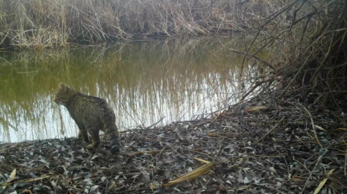 Поиск места для рыбалки: в Астраханском заповеднике объявился степной кот