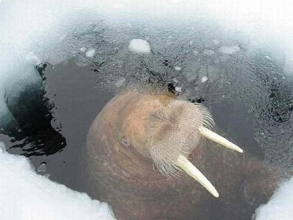 МОРЖ