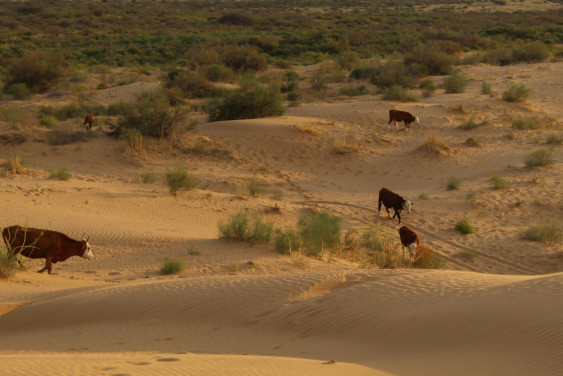 Прерии, саванны и мамонтовая степь: как человек их разрушает и восстанавливает