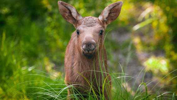 В гости к сохатым: РГО открывает в Лосином Острове новую экотропу об истории заповедного дела 