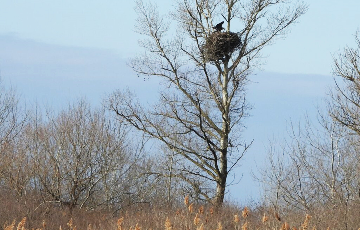 Гнездовье орлана-белохвоста в естественных условиях. Фото предоставлено Дагестанским заповедником
