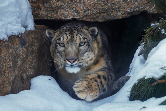 Сказ об ирбисах: почему их клан почти исчез из Саян, но выстоял и приумножился