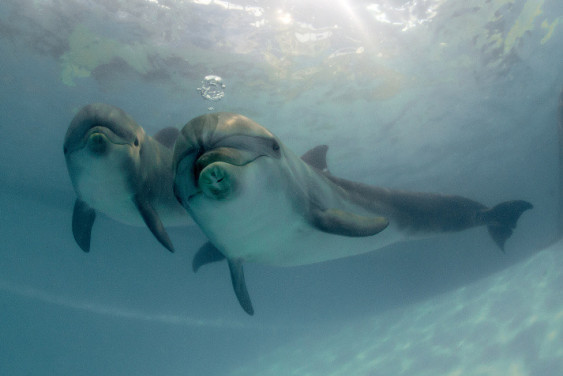 In the incredible world of dolphins