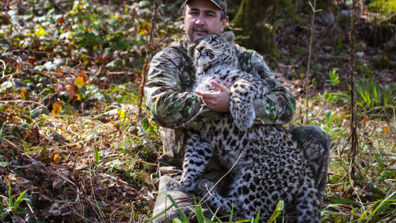 О возрождении переднеазиатского леопарда в дикой природе: "Такого никто не делал ни в России, ни в мире"