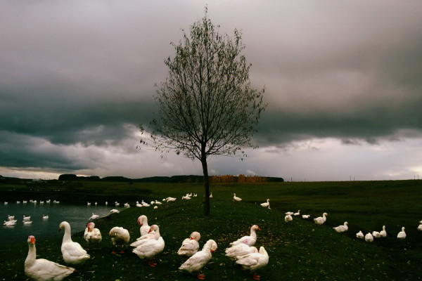 Сказочная гостиная РГО (3 встреча, о героях-животных)