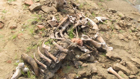 В Астраханской области найден скелет плейстоценового бизона