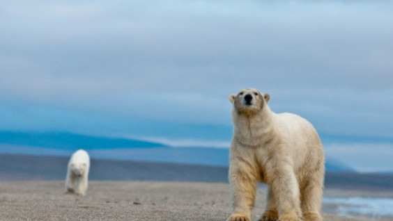 The king of the Arctic