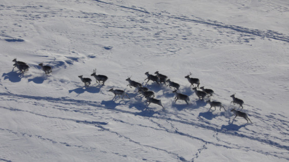 Wild Reindeer Census Held in Krasnoyarsk Territory