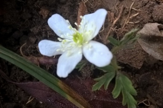 Summer flowers in the middle of November