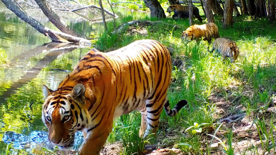 Число амурских тигров на "Земле леопарда" стало самым большим в мире
