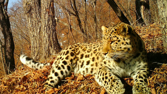 Первый полнометражный фильм о дальневосточном леопарде можно посмотреть онлайн
