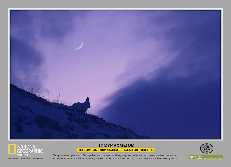 Лауреаты фотоконкурса «Дикая природа России – 2013»