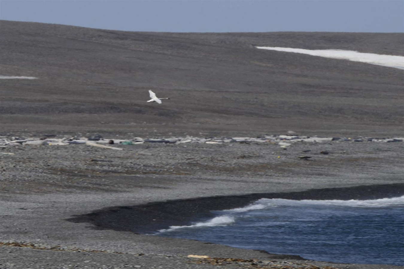 Лебедь в Арктике. Фото: национальный парк 