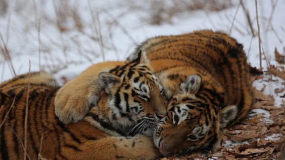 Rare animal species census on the Far East