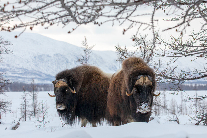 Musk Oxen