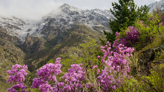 Весенние цветы аномальным летом: в долине Енисея цветёт рододендрон Ледебура