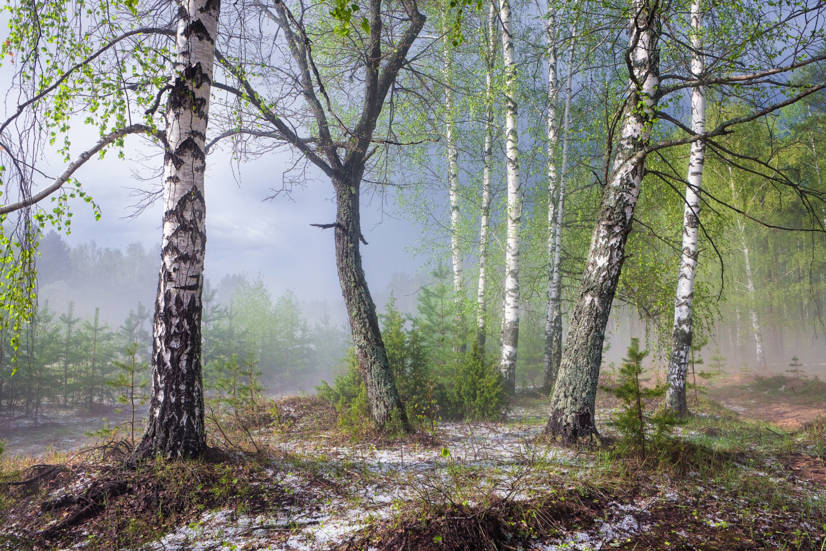 Весенний лес после грозы - Фотогалерея РГО