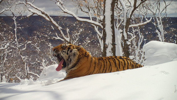 Время считать тигров: на Дальнем Востоке стартовал сплошной учёт редких хищников