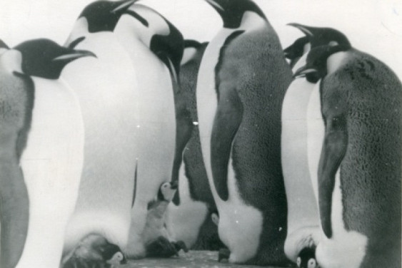 Hello, Antarctica!