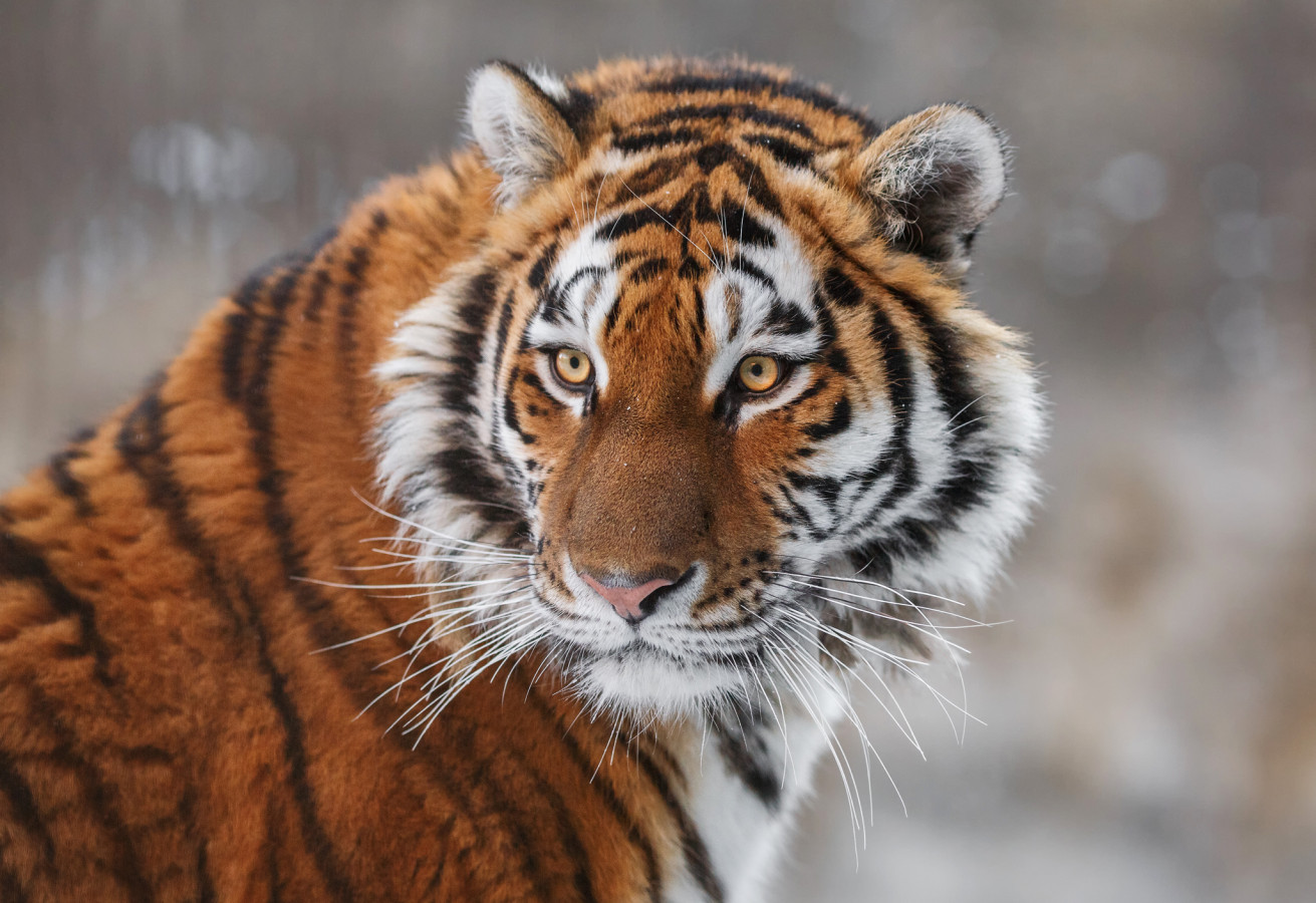 Амурский тигр. Фото: Олег Богданов