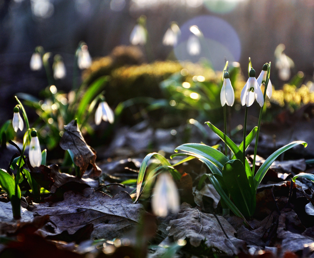 Весна. Фото: Олег Константинов, участник фотоконкурса РГО «Самая красивая страна»