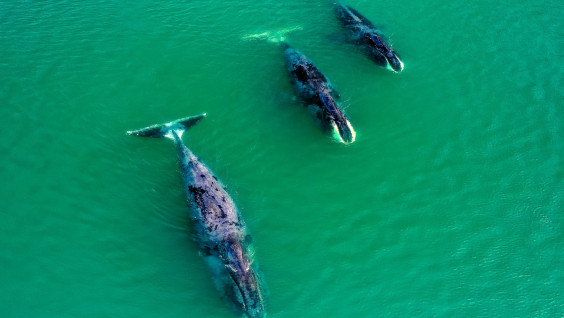 «Видят» ушами при помощи «дыни» в голове: пять интересных фактов, которые вы наверняка не знали о китах