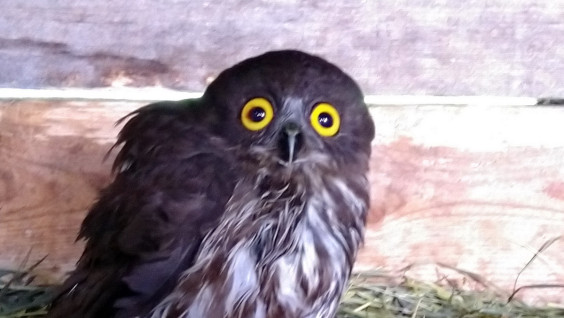 В Приморье спасли иглоногую сову, сбитую автомобилем. Видео