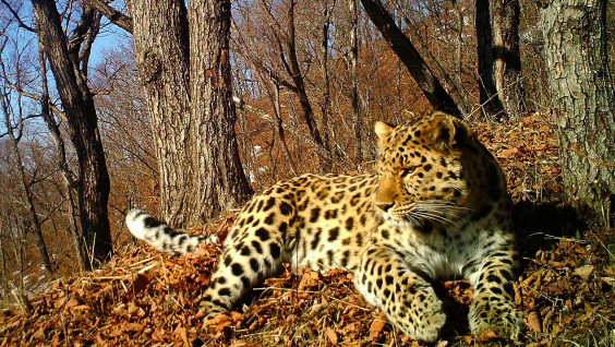 В Уссурийском заповеднике создадут сеть фотомониторинга леопарда