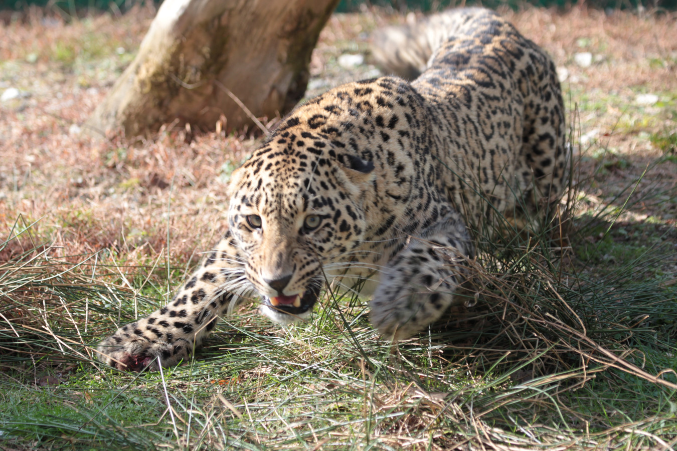Переднеазиатский леопард на охоте. Фото: Умар Семёнов. Центр восстановления леопардов на Кавказе