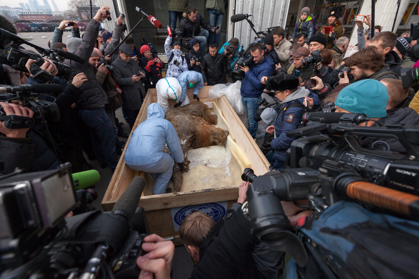 Встреча знаменитого Якутского мамонтенка Юка (28.10.2014)