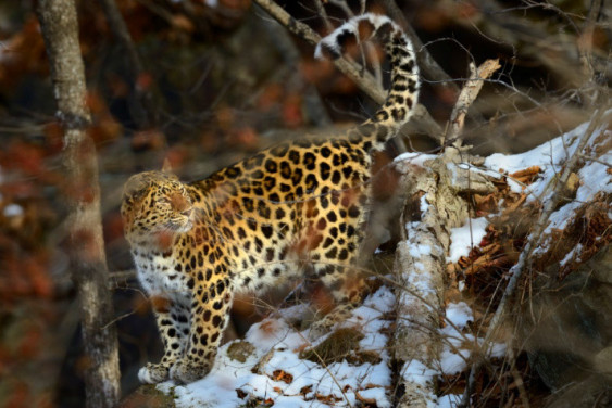 Celebration in honor of the rarest cat in Primorye