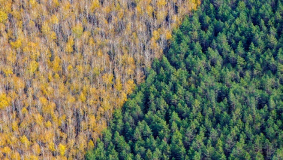 The international day of forests