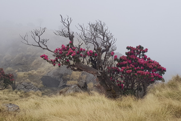 Круглый стол «Экспедиция Санкт-Петербургского союза учёных в Кумаонские Гималаи, весна 2025»