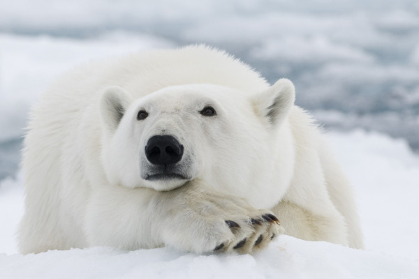 Арктика: царство белого медведя
