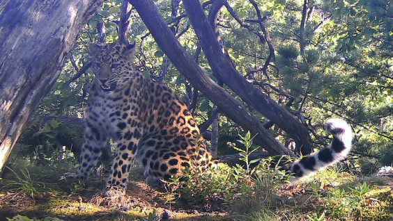 Дайте имя Leo 181F: юная самка леопарда ждёт своего Хранителя