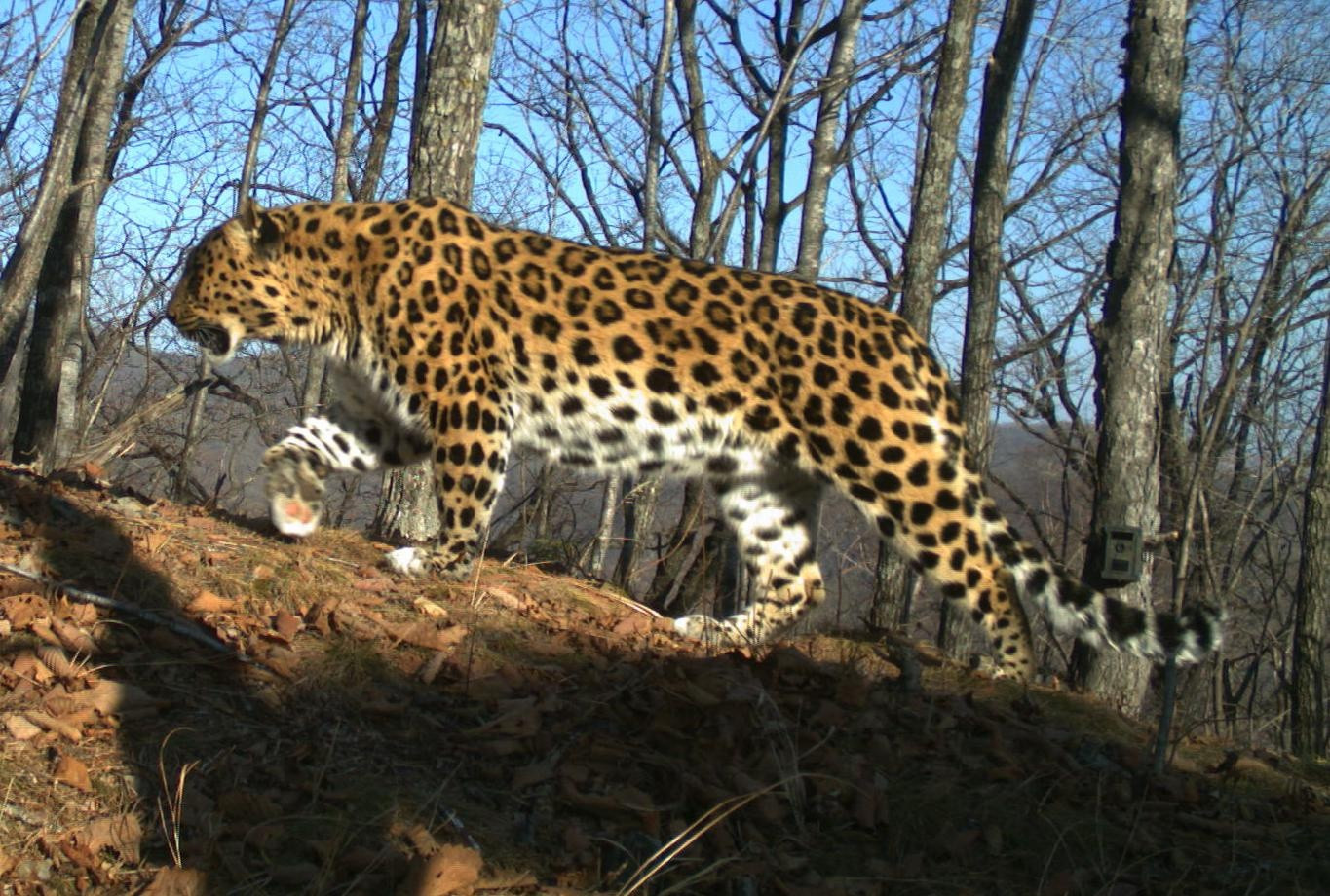 Сто новых фотоловушек  для  «Земли леопарда»